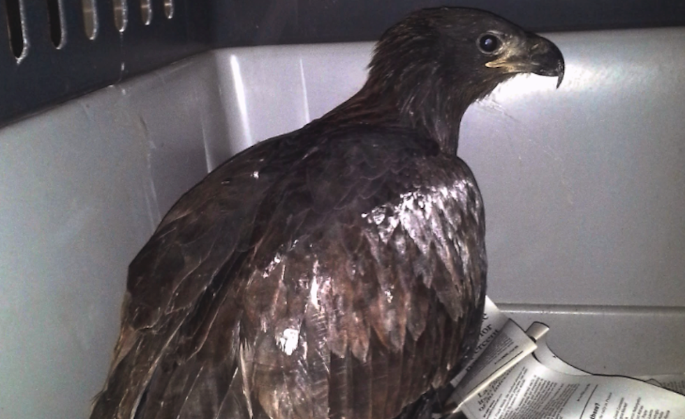 Unleashed: Bald eagle flying high thanks to LSU Vet School ...