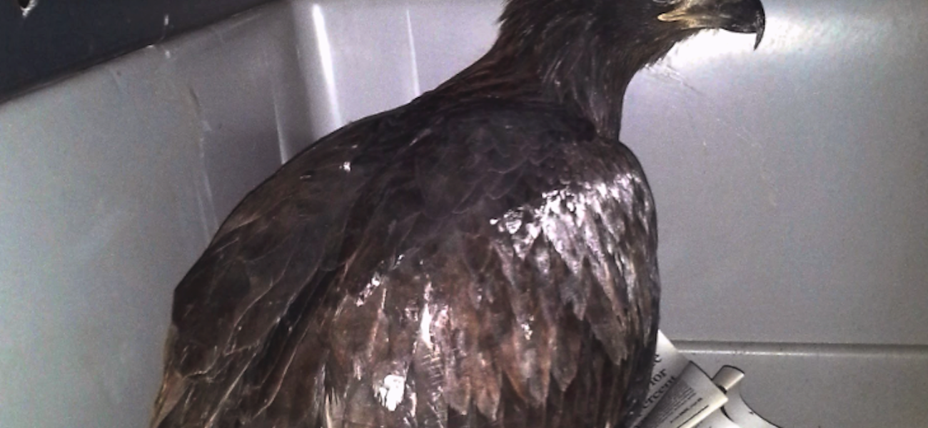 Unleashed: Bald eagle flying high thanks to LSU Vet School ...
