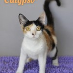 Calypso