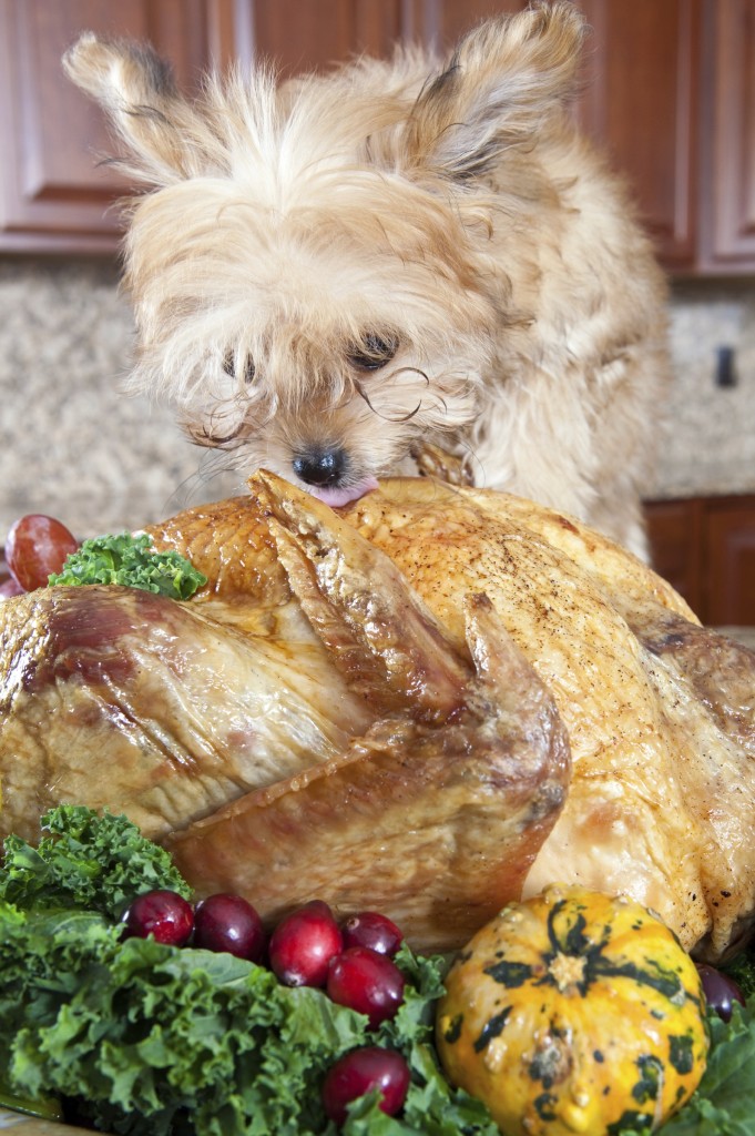 Check with your vet before letting your pet eat turkey 