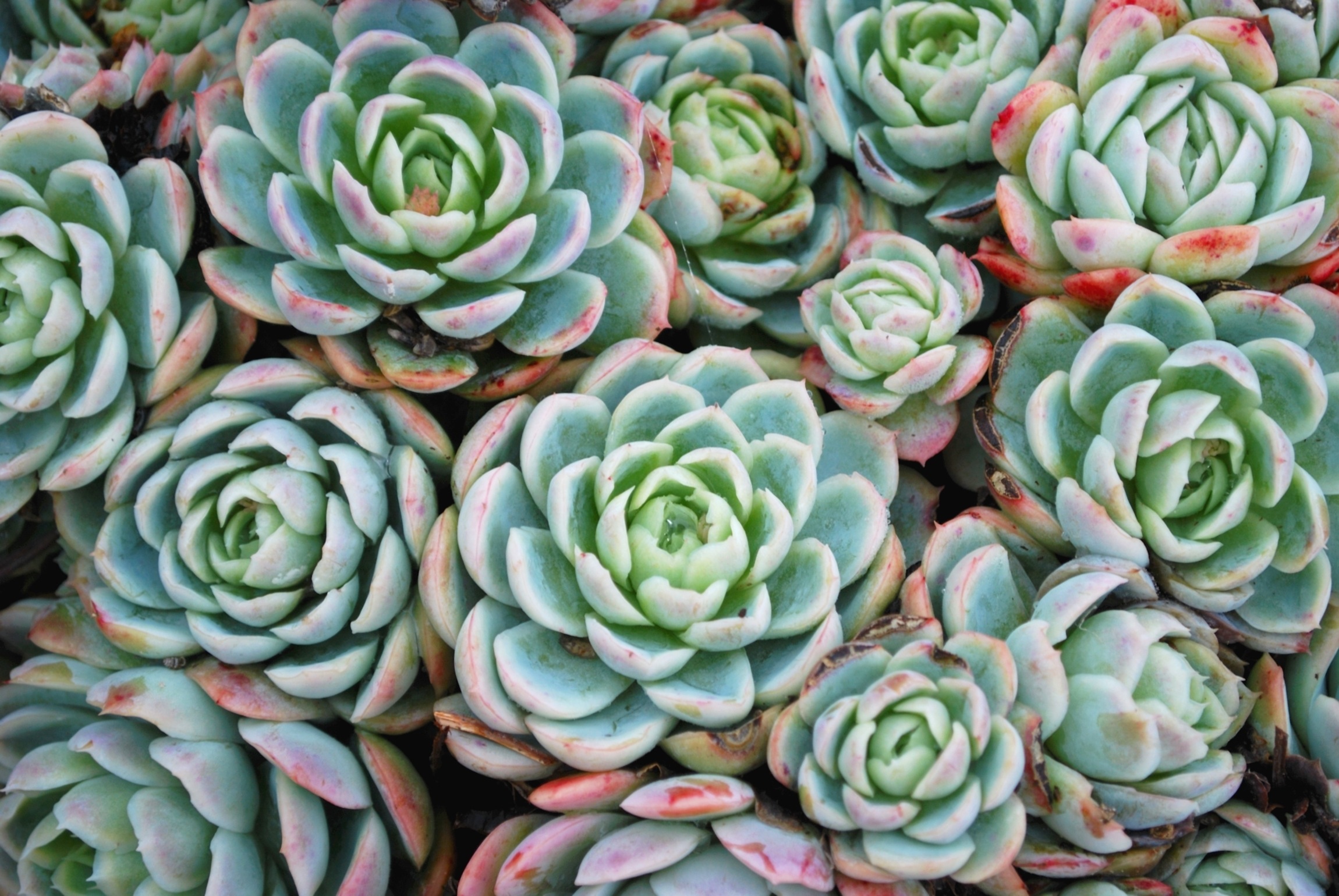 Types Of Succulents That Flower - www.inf-inet.com