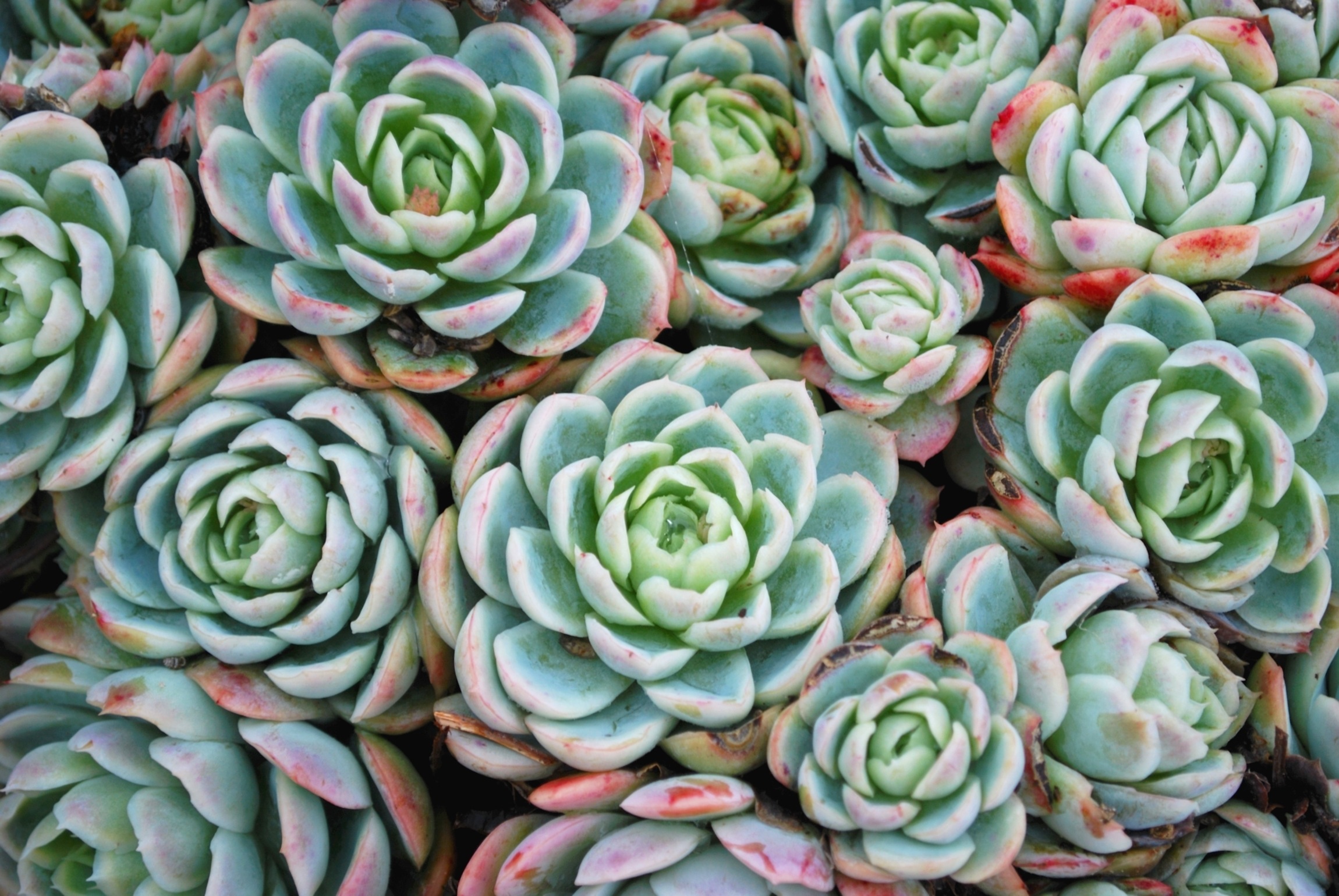 fight-off-winter-blues-with-budget-friendly-succulent-plants-225