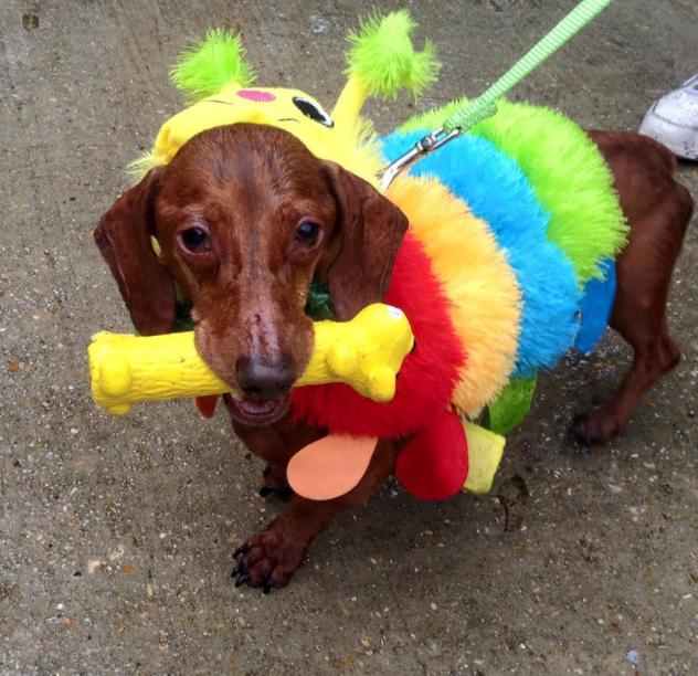 Raising Cane's holiday campaign helps Baton Rouge homeless dogs