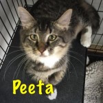 Peeta