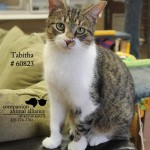 Tabitha