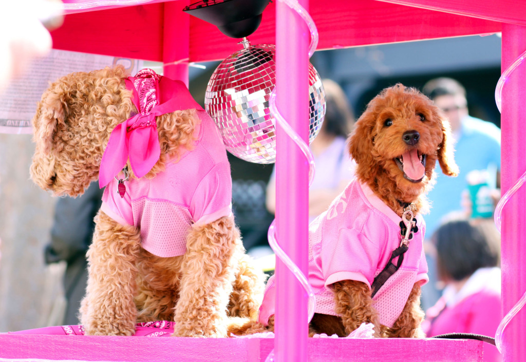 dogs Ruby and Jessie on Spanish Town. the 2015 Spanish Town Parade, Saturday, Feb. 14, Baton Rouge, Louisiana.