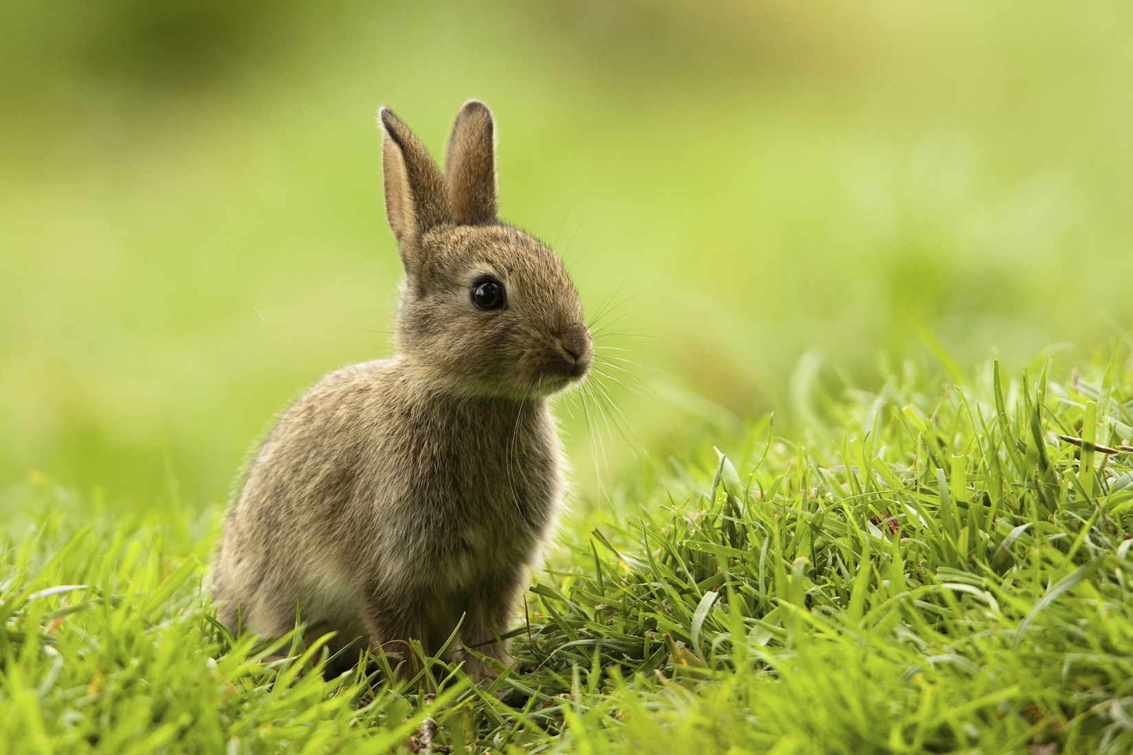 Unleashed Baton Rouge rabbit rescue group makes an impact