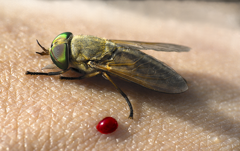 What Do Horsefly Bites Feel Like