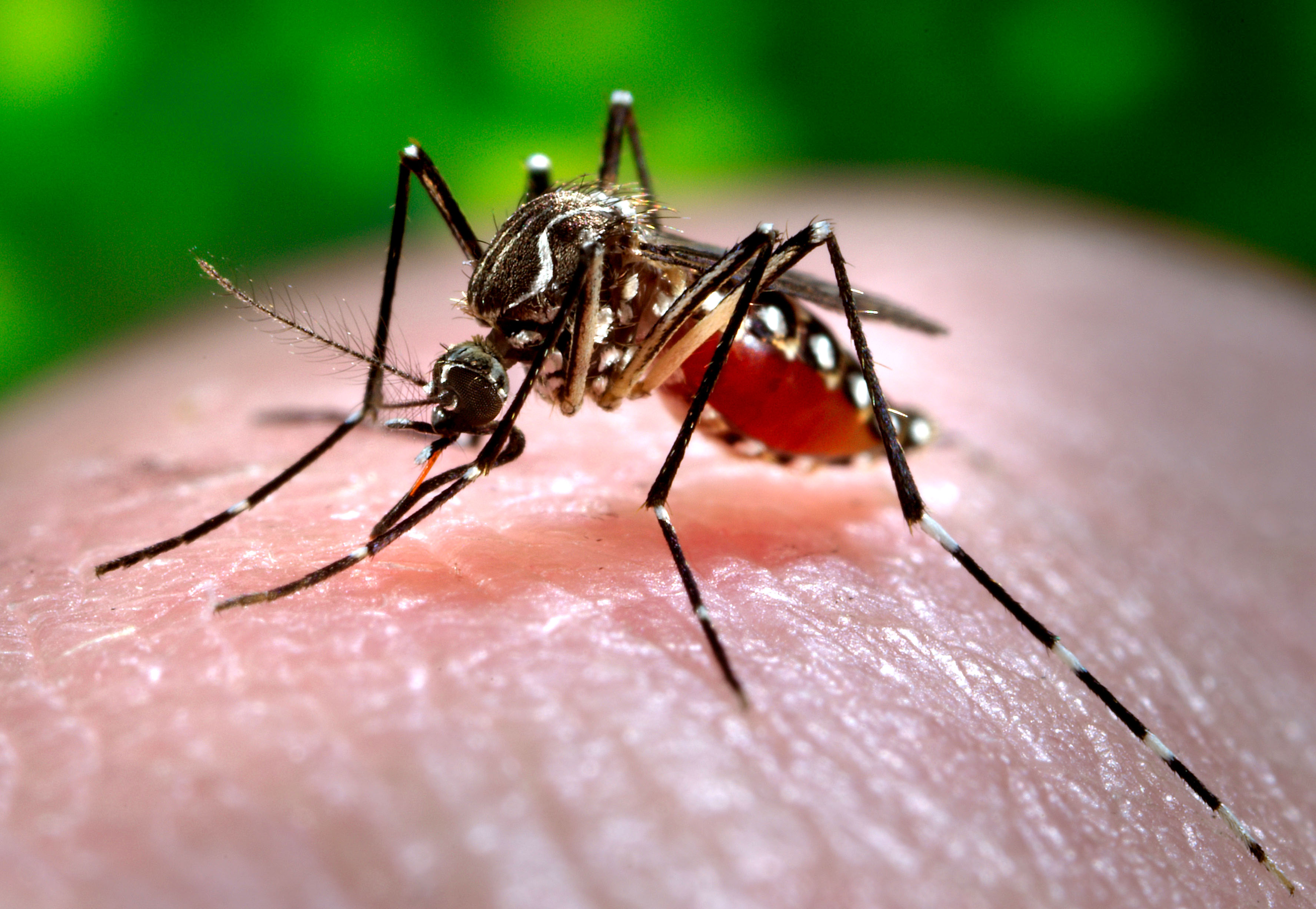 lsu-experts-aim-to-reduce-effects-of-zika-and-mosquito-borne-diseases