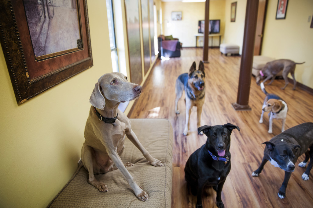 Doggie Play camp features about 1,200 square feet of outside play area in addition to the 1,600-square-foot building.