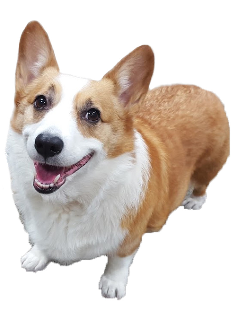 corgi used for game Quest of Souls