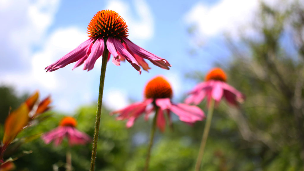 Baton Rouge Botanic Garden at Independence Park