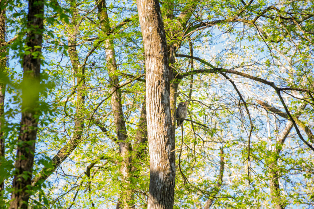 A barred owl camouflages itself in the swamp’s trees.