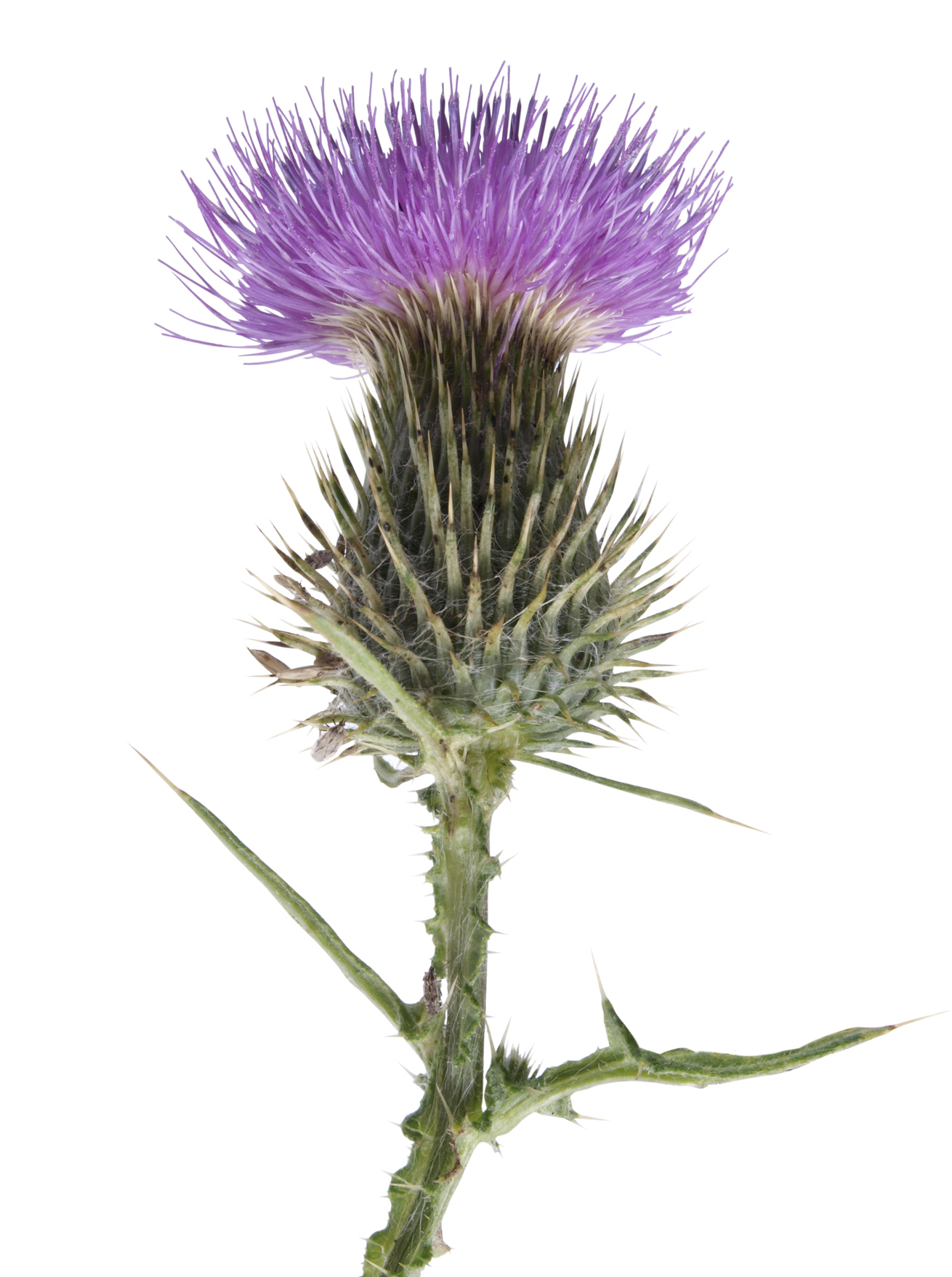 thistle2