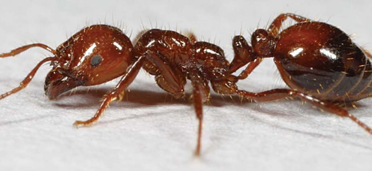 Unleashed: Controlling fire ants in south Louisiana - [225]