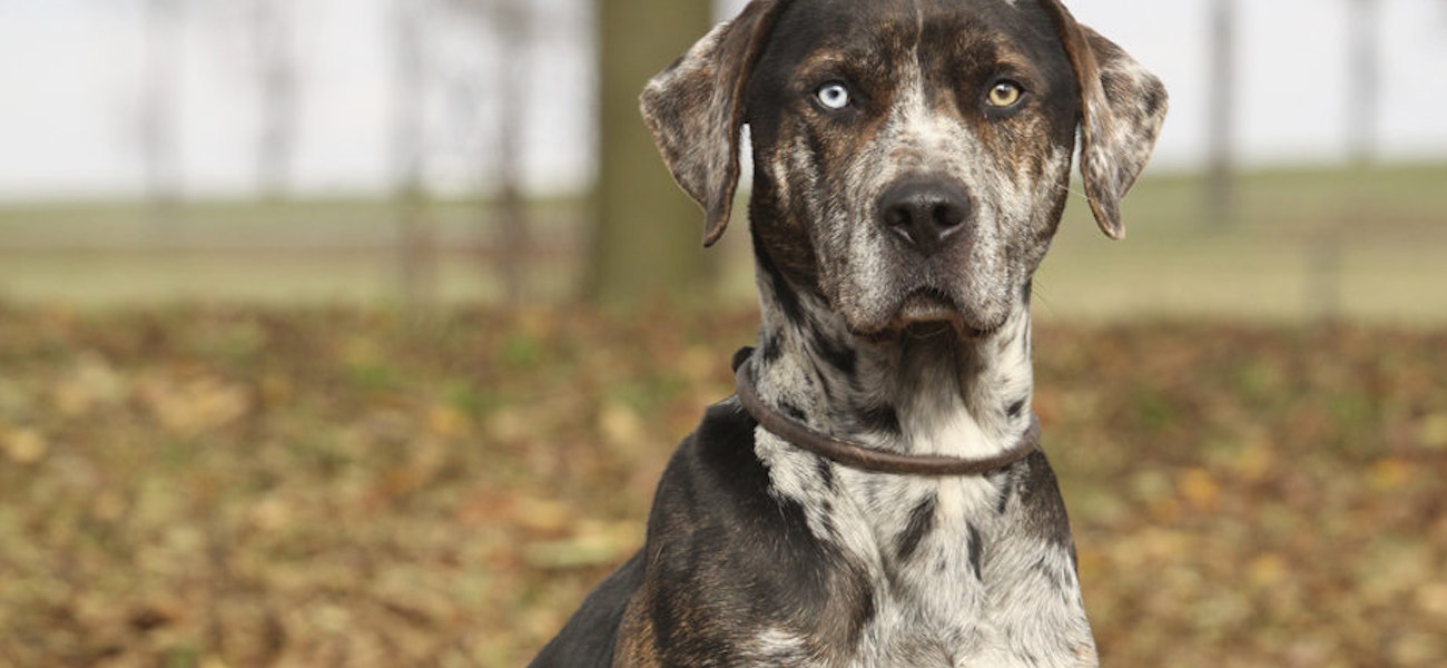 how do you say i will try in spanish how do you say i will try in spanish