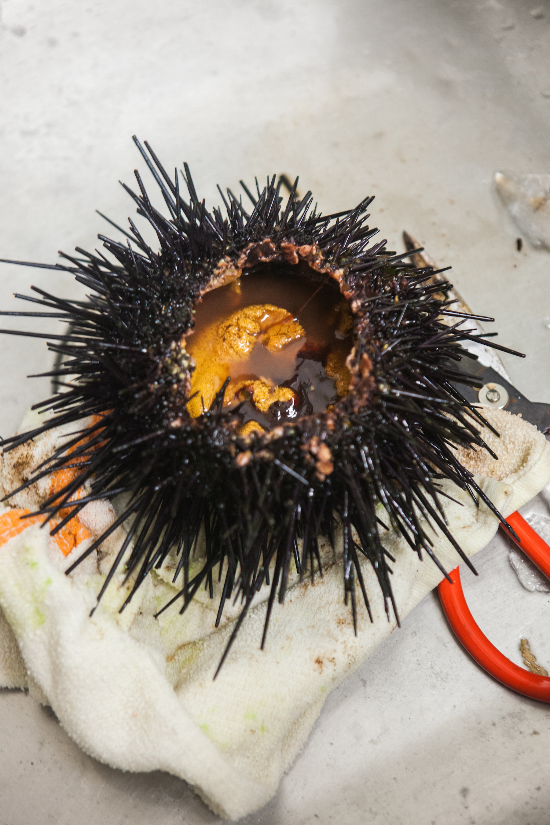 A look at how rare, fresh sea urchin is prepared at Umami Japanese Bistro