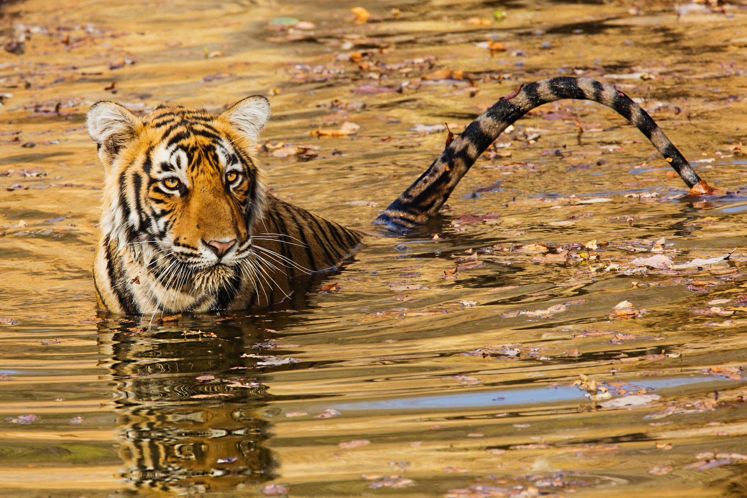 ‘National Geographic’ contributing photographer presents her work ...