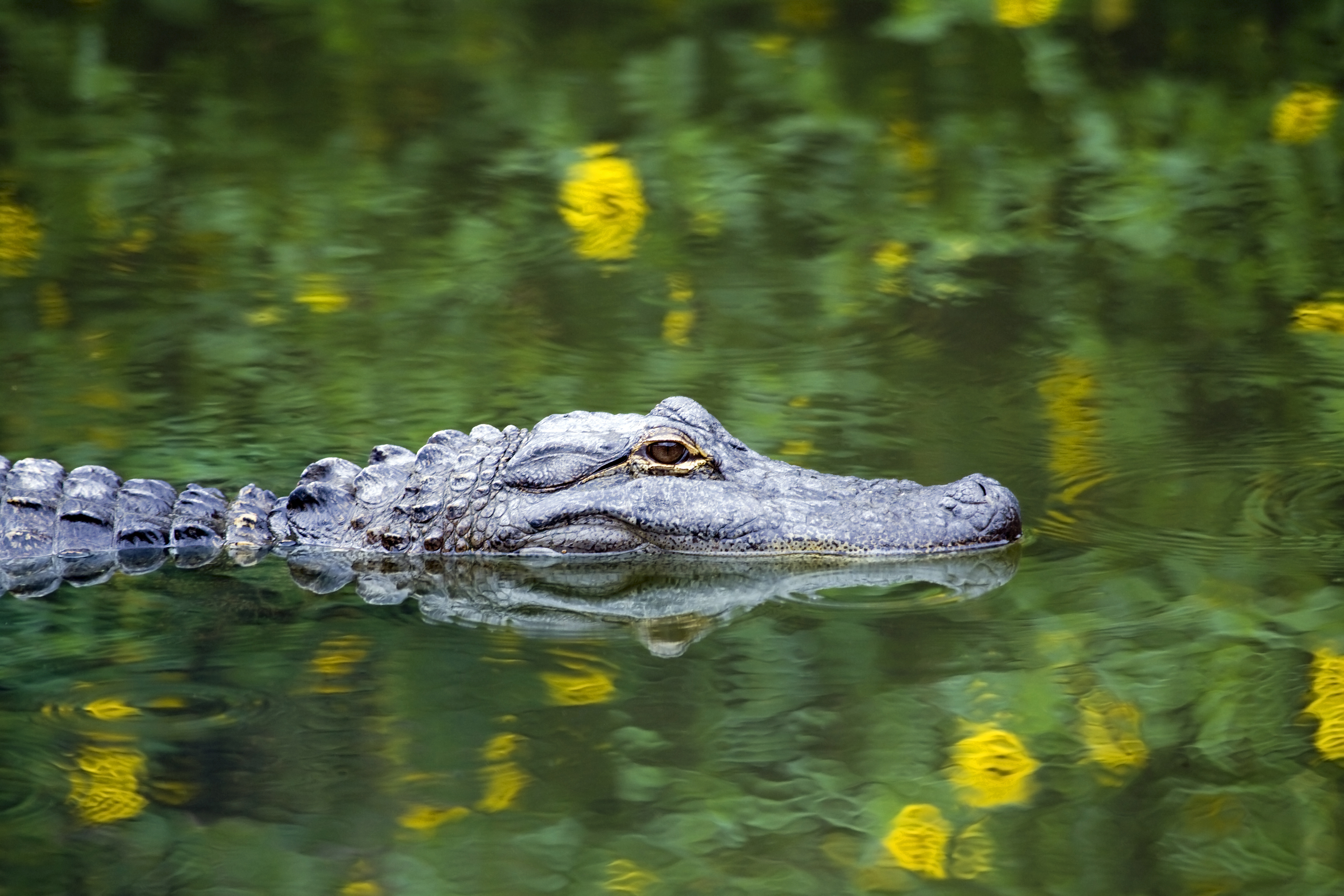 an alligator expert at an indepth presentation next week