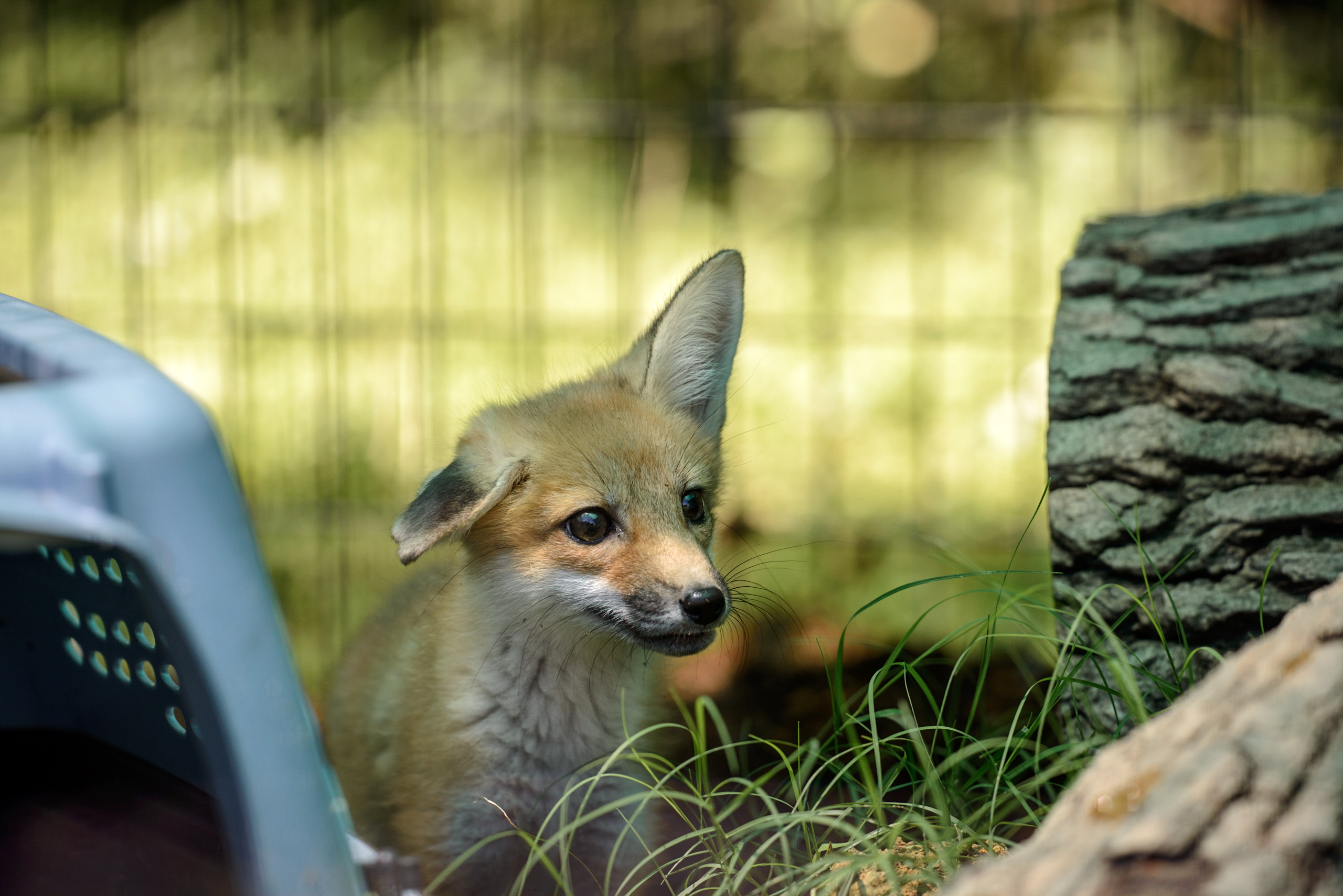 little foxes took up matches