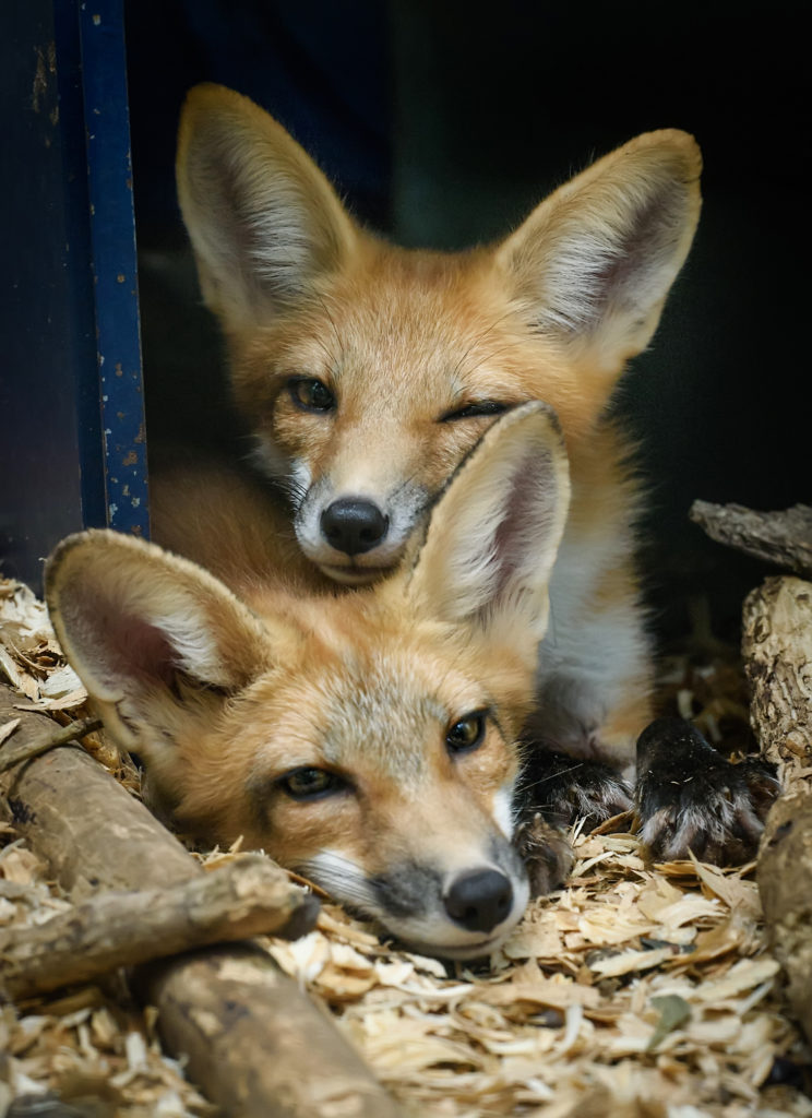 The Canid Project helps rehab foxes in the Baton Rouge area—and its