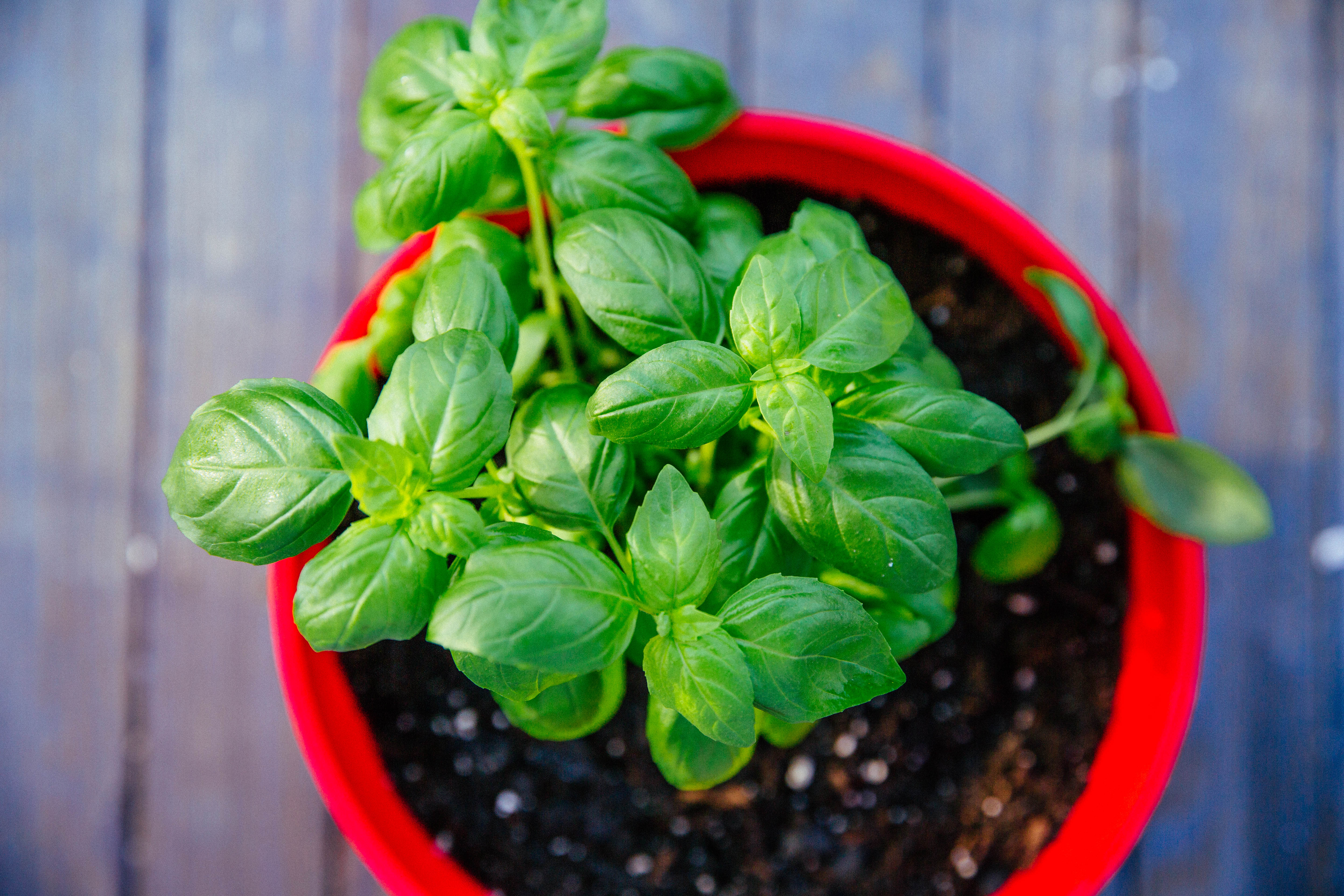 Spring is almost here: How to grow and use herbs in south Louisiana