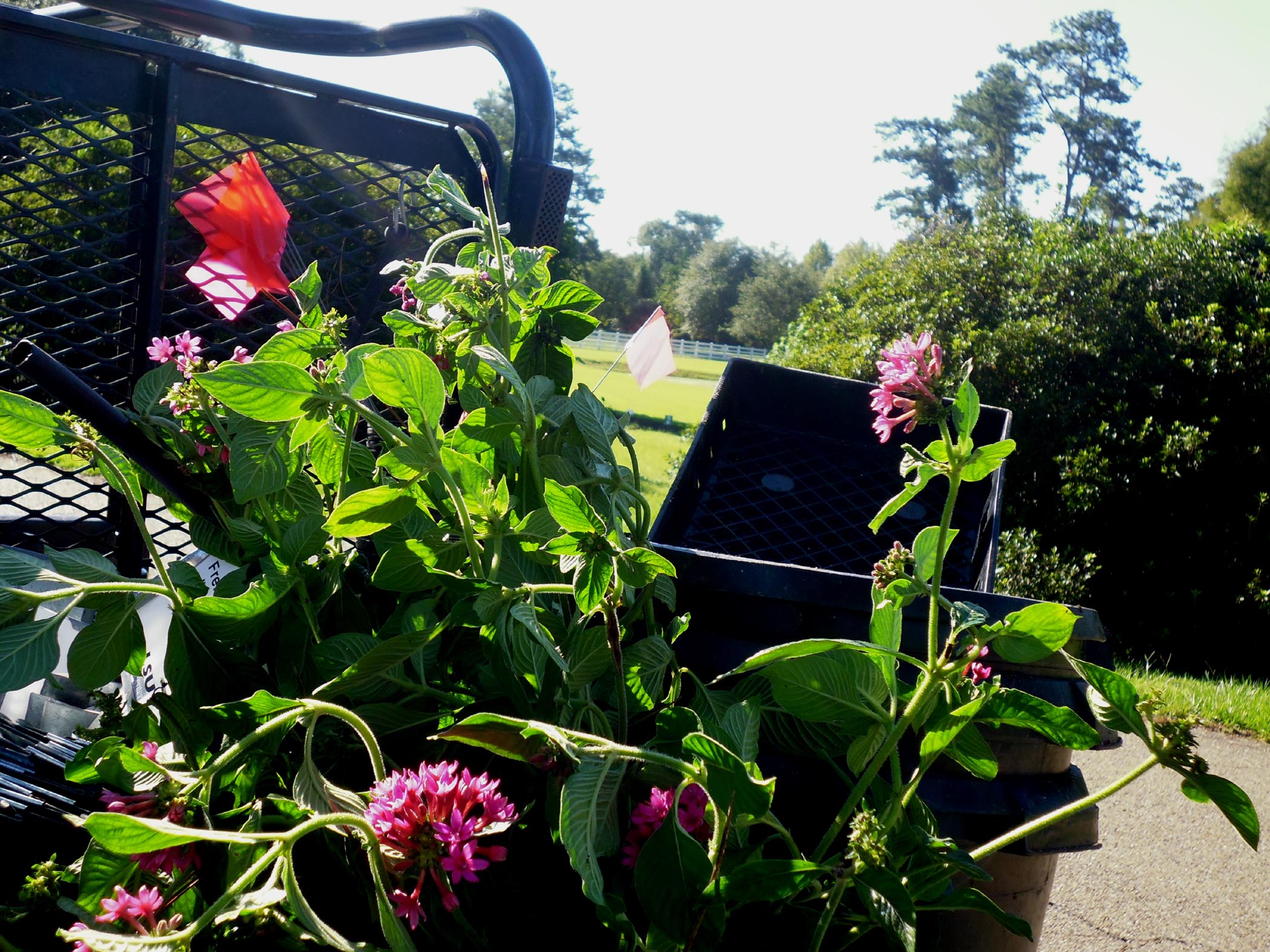 Shop 175 plant species at the East Baton Rouge Master