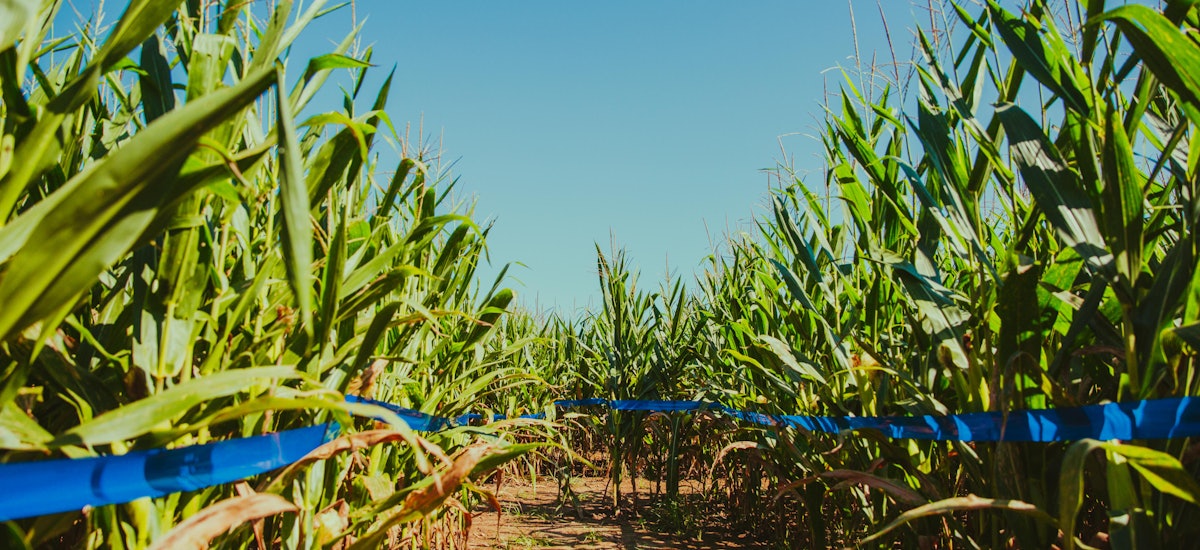 a new corn maze and pumpkin patch is open at rosedown plantation now