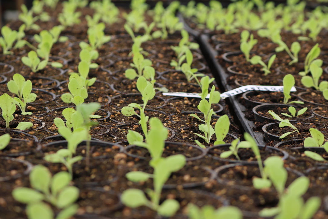 [Sponsored Content] Capitol city produce is giving local farmers the ...