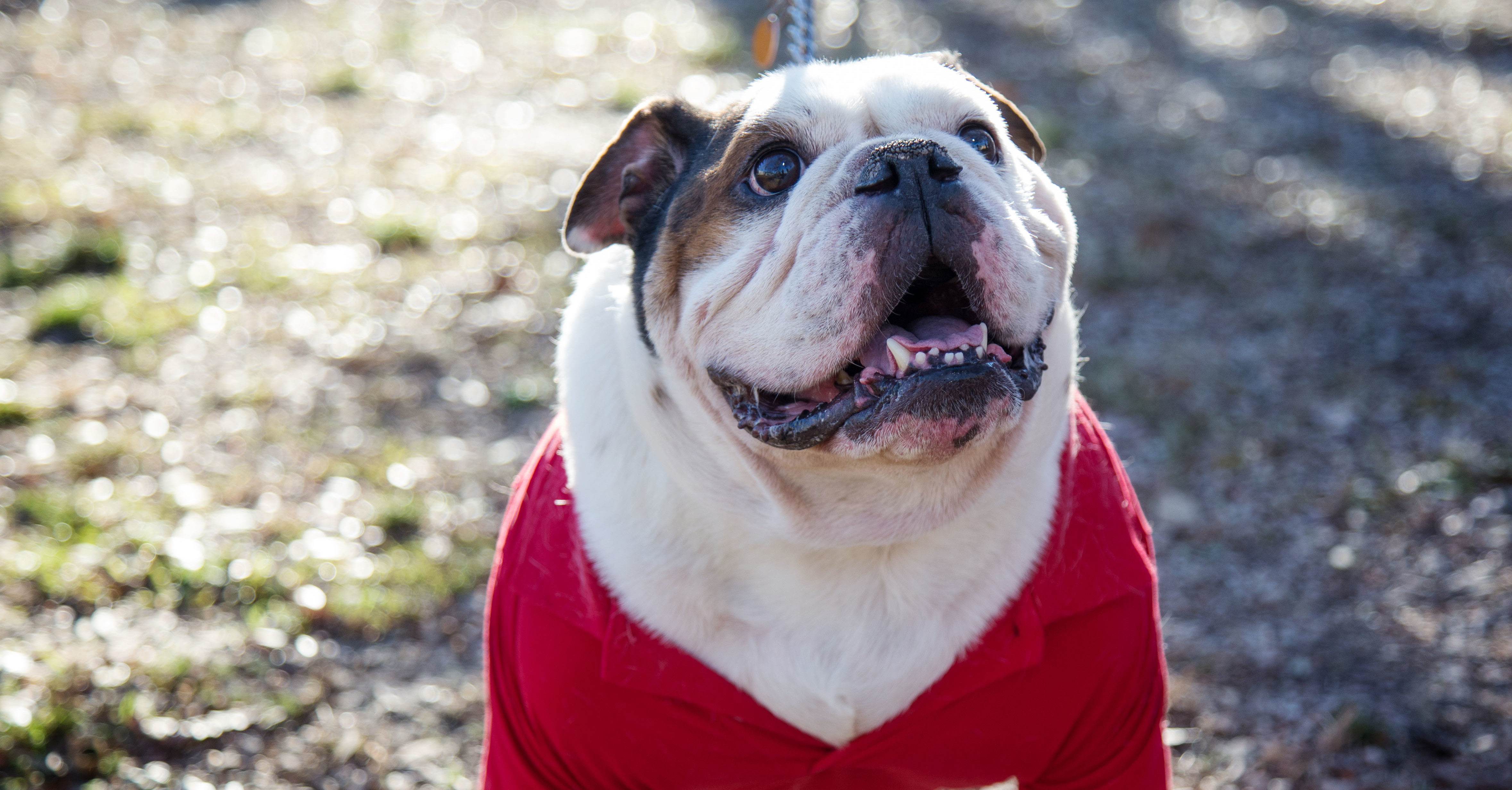 Dine Roundup Pet adoption day, holiday movies and music and more this