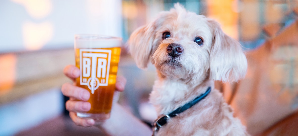 You Can Bring Your Dog Pet friendly Restaurants And Bars Around Baton you-can-bring-your-dog-pet-friendly-restaurants-and-bars-around-baton