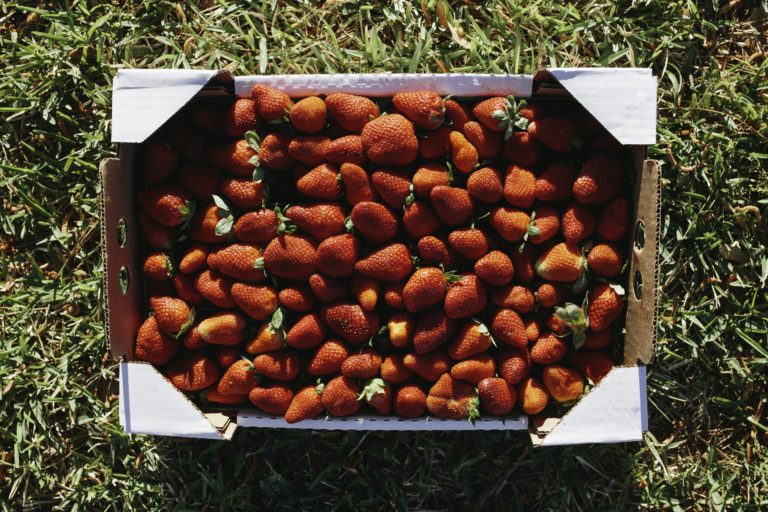 A guide to all things strawberry in Baton Rouge