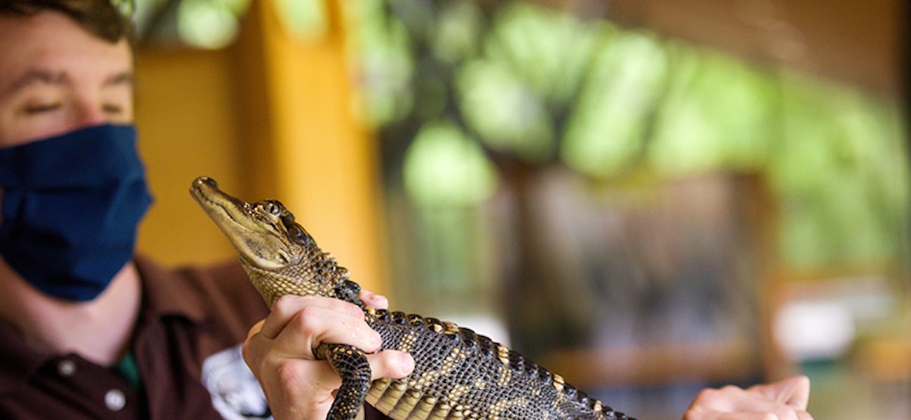 This week in Baton Rouge Swamp tours, death metal, meteor showers and more