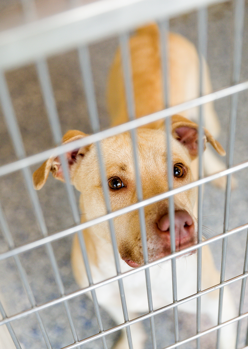 Over capacity, Companion Animal Alliance waives adoption fees with 'Empty  the Shelters' event