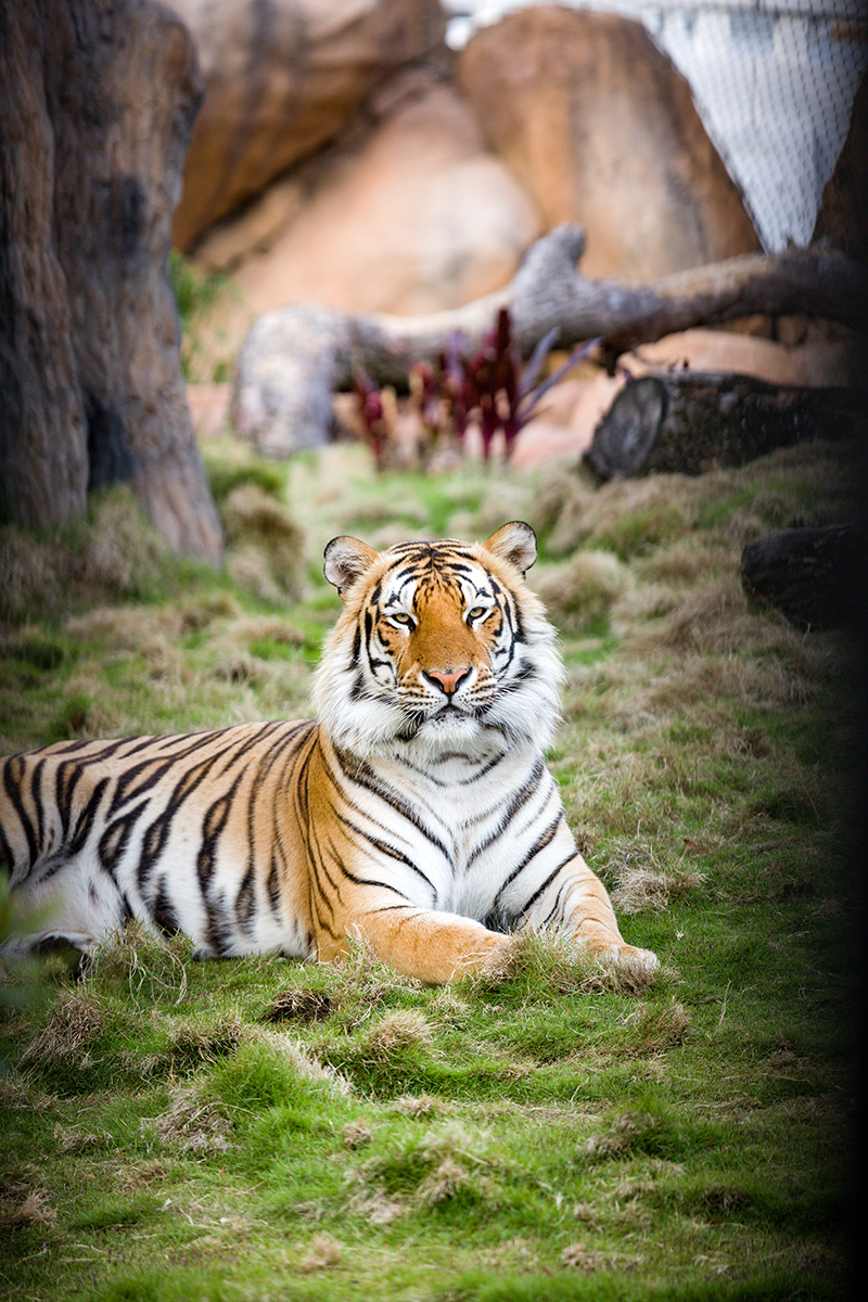 How the LSU Vet School keeps watch over the university's iconic live mascot