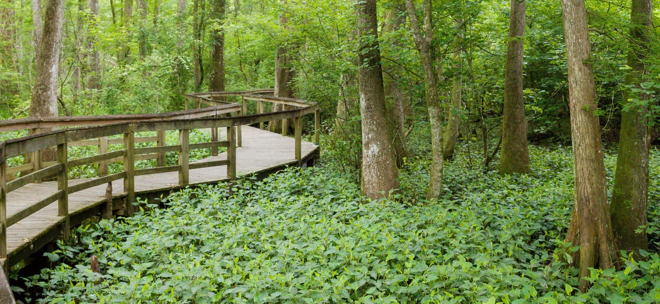 Bluebonnet Swamp Nature Center Is A Chance To Become One With Nature Bluebonnet Swamp Nature Center Is A Chance To Become One With Nature
