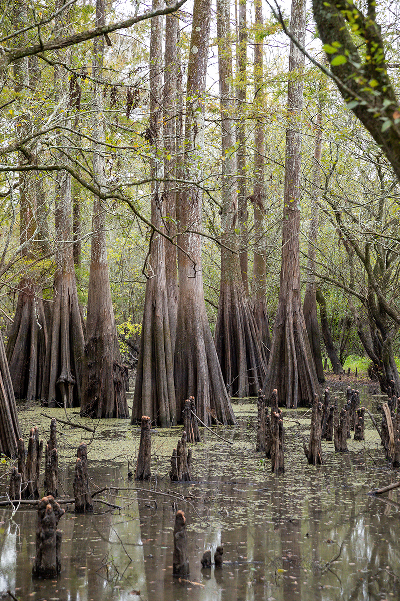 Take a different kind of swamp tour with Last Wilderness Swamp Tours