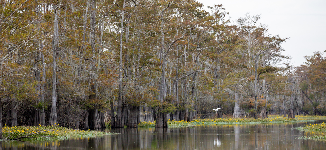 Take a different kind of swamp tour with Last Wilderness Swamp Tour - [225] - 225 Baton Rouge