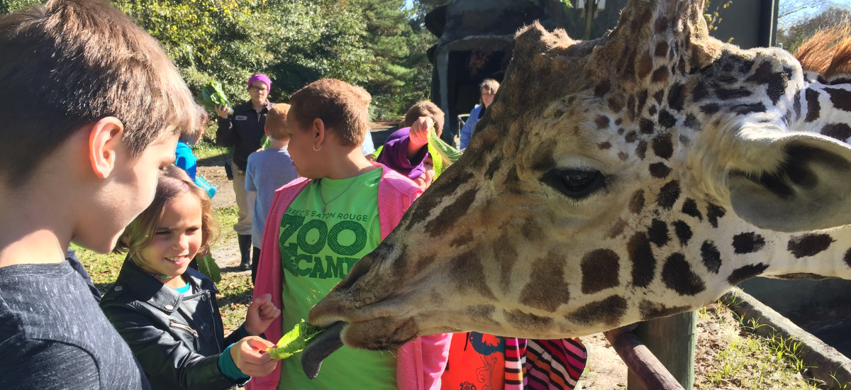 Yearround zoo camps, sponsored by BREC Baton Rouge Zoo