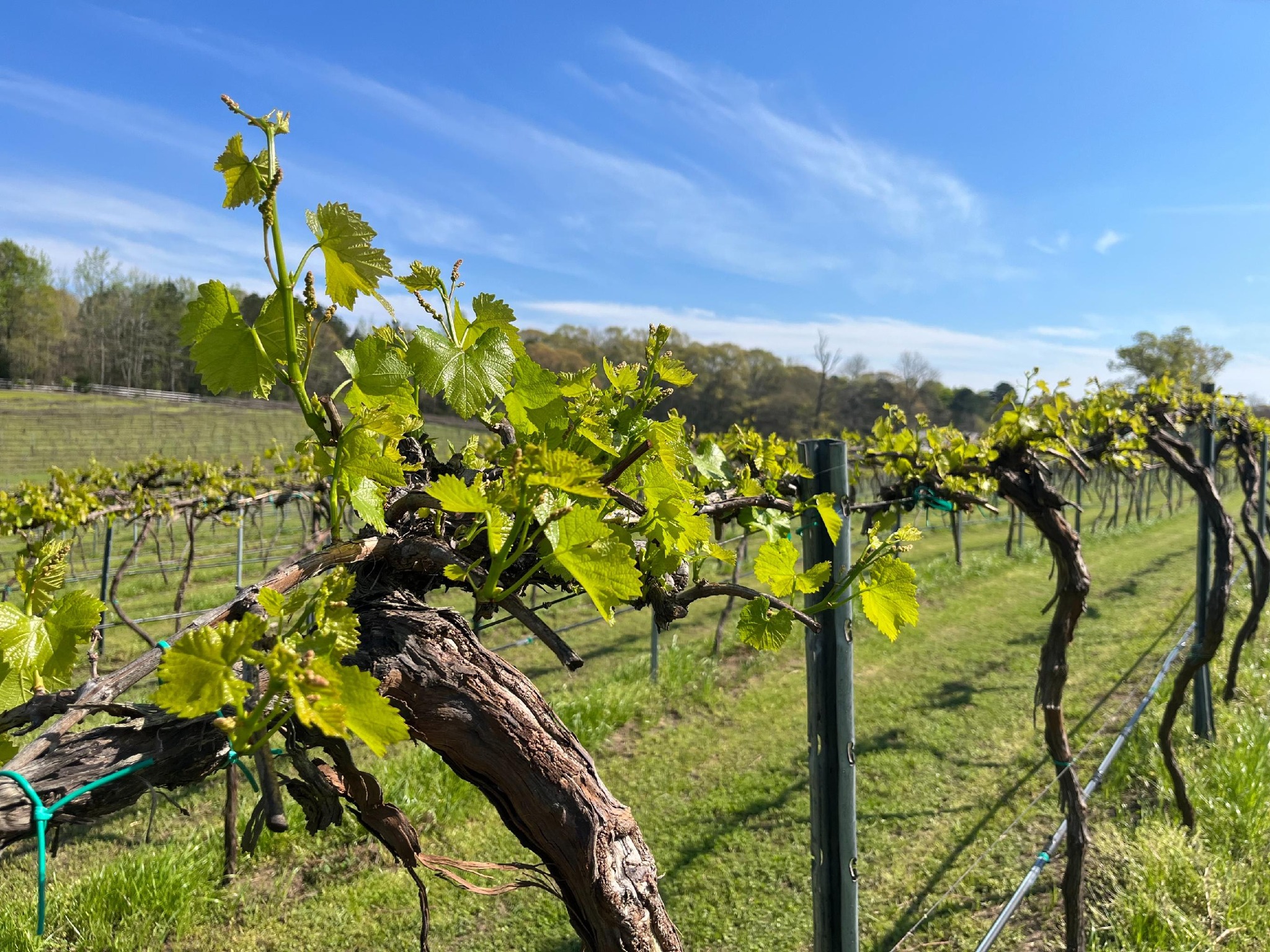 a brown vine with green leaves in front of sprawling rows of vines at Landry Vineyards