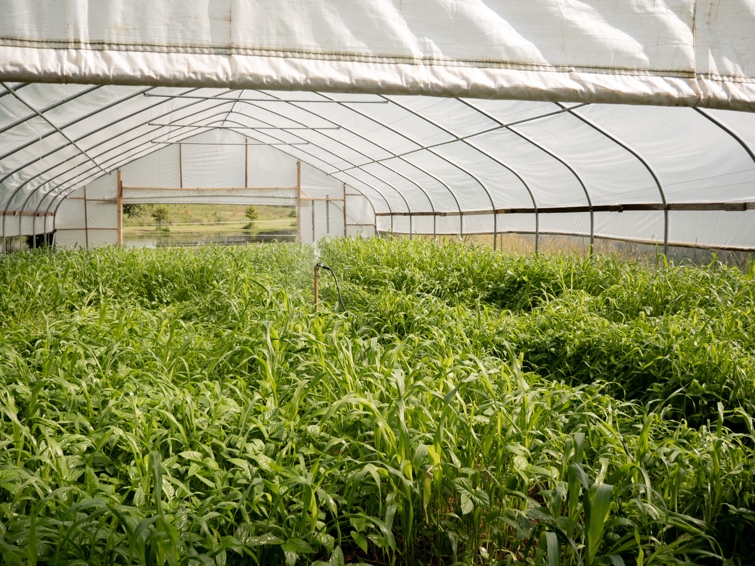 The journey of a Red Stick Farmers Market crop, from greenhouse to