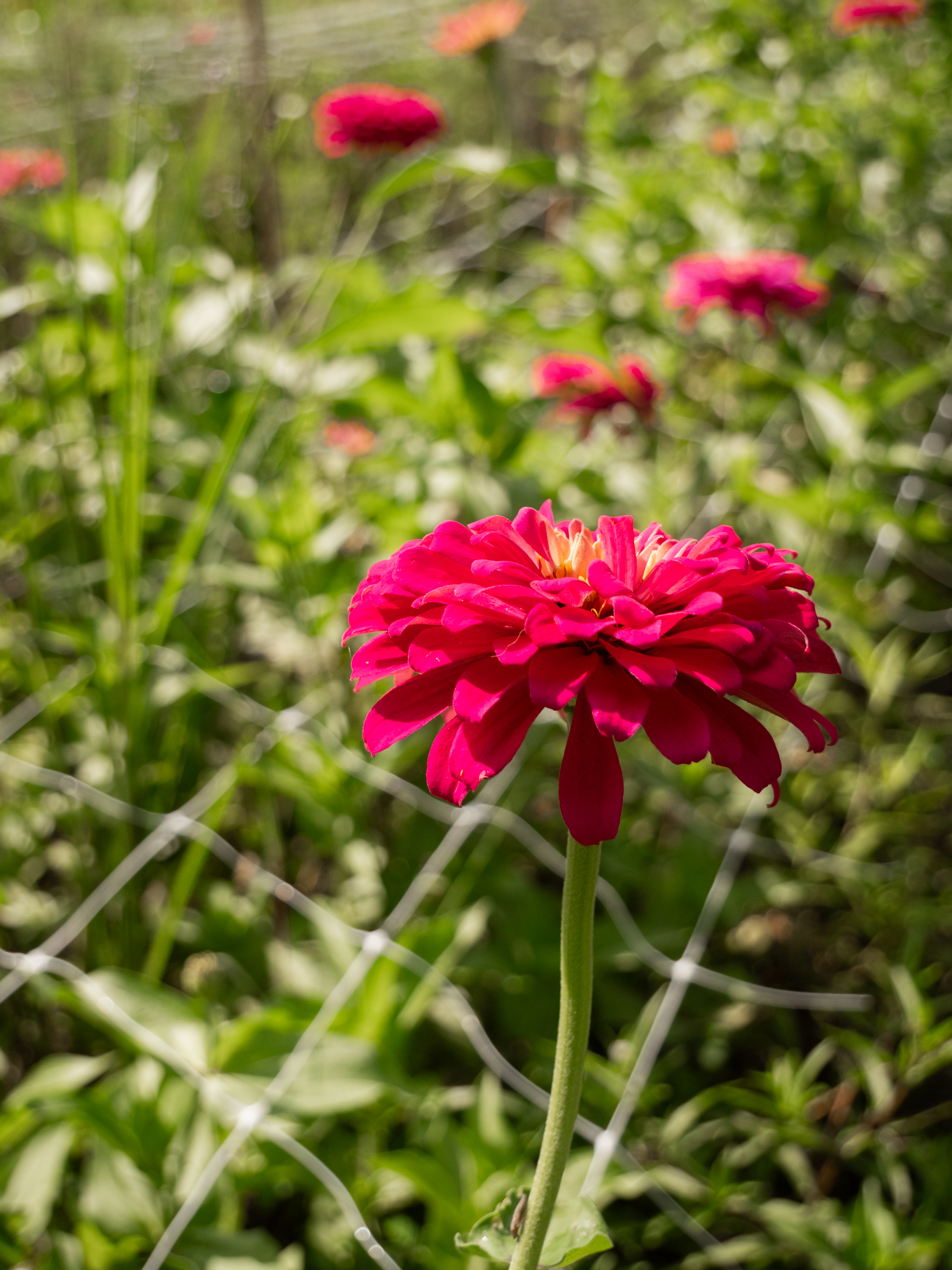 The journey of a Red Stick Farmers Market crop, from greenhouse to