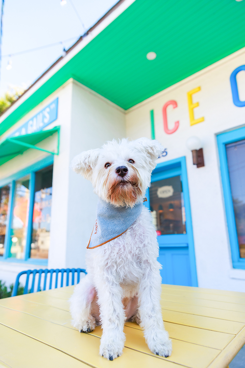 Toby, the dog, in front of Gail's ice-cream shop
