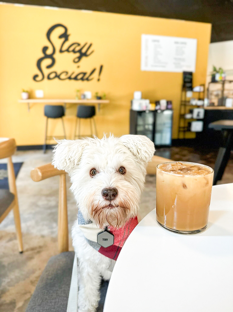 Toby at Social Coffee with an iced coffee next to him