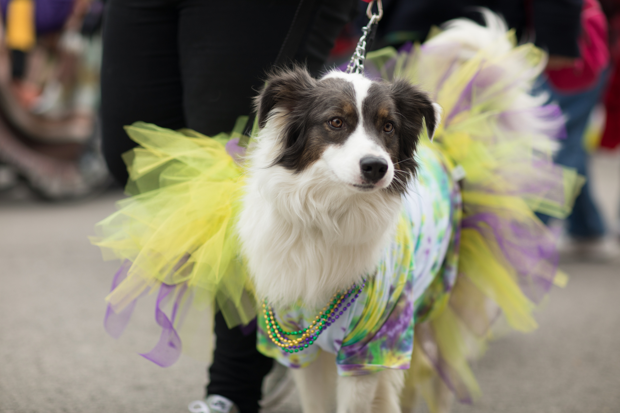 what day does mardi gras start and end