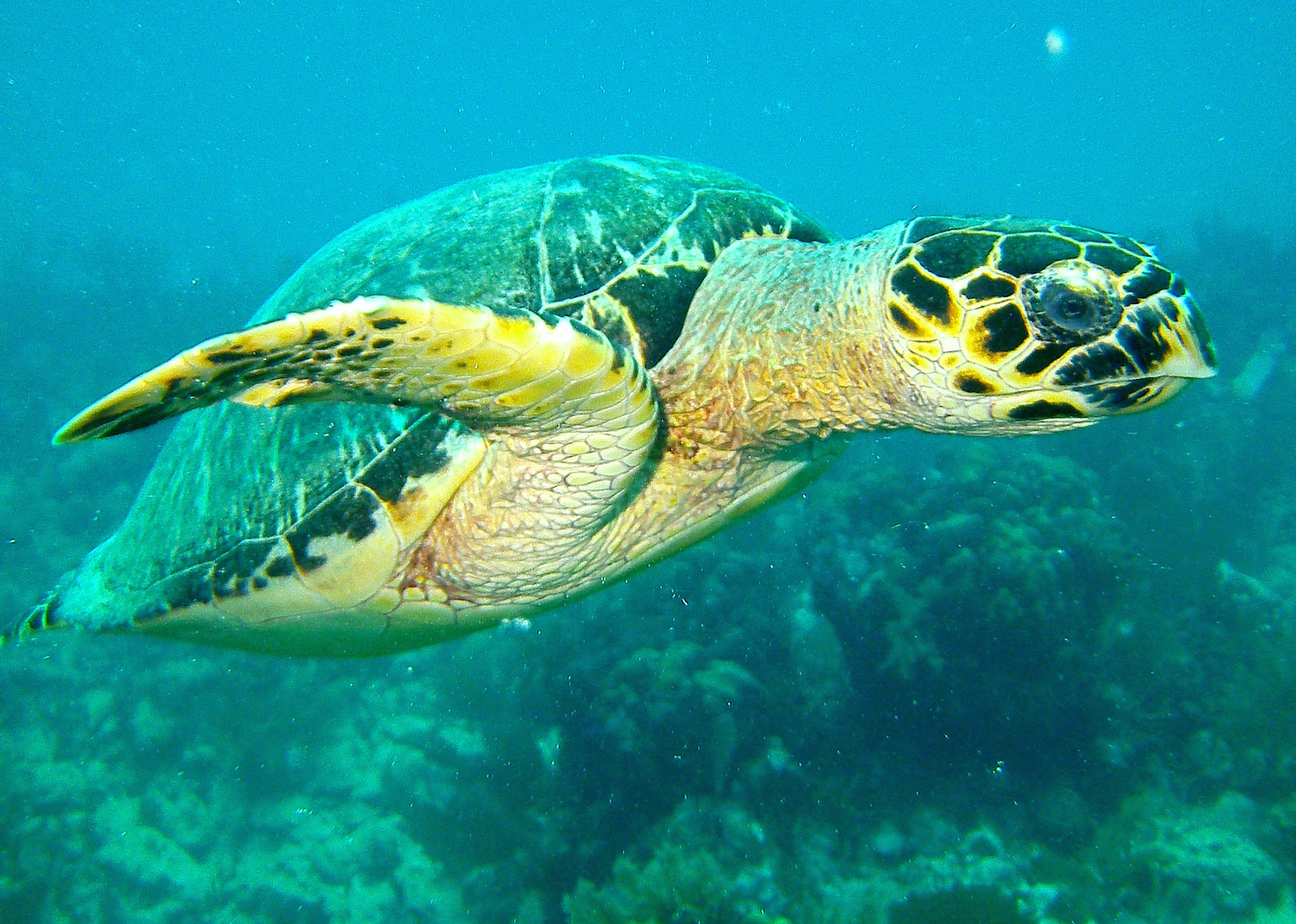 Into the deep: Families dive into extreme underwater adventures ...