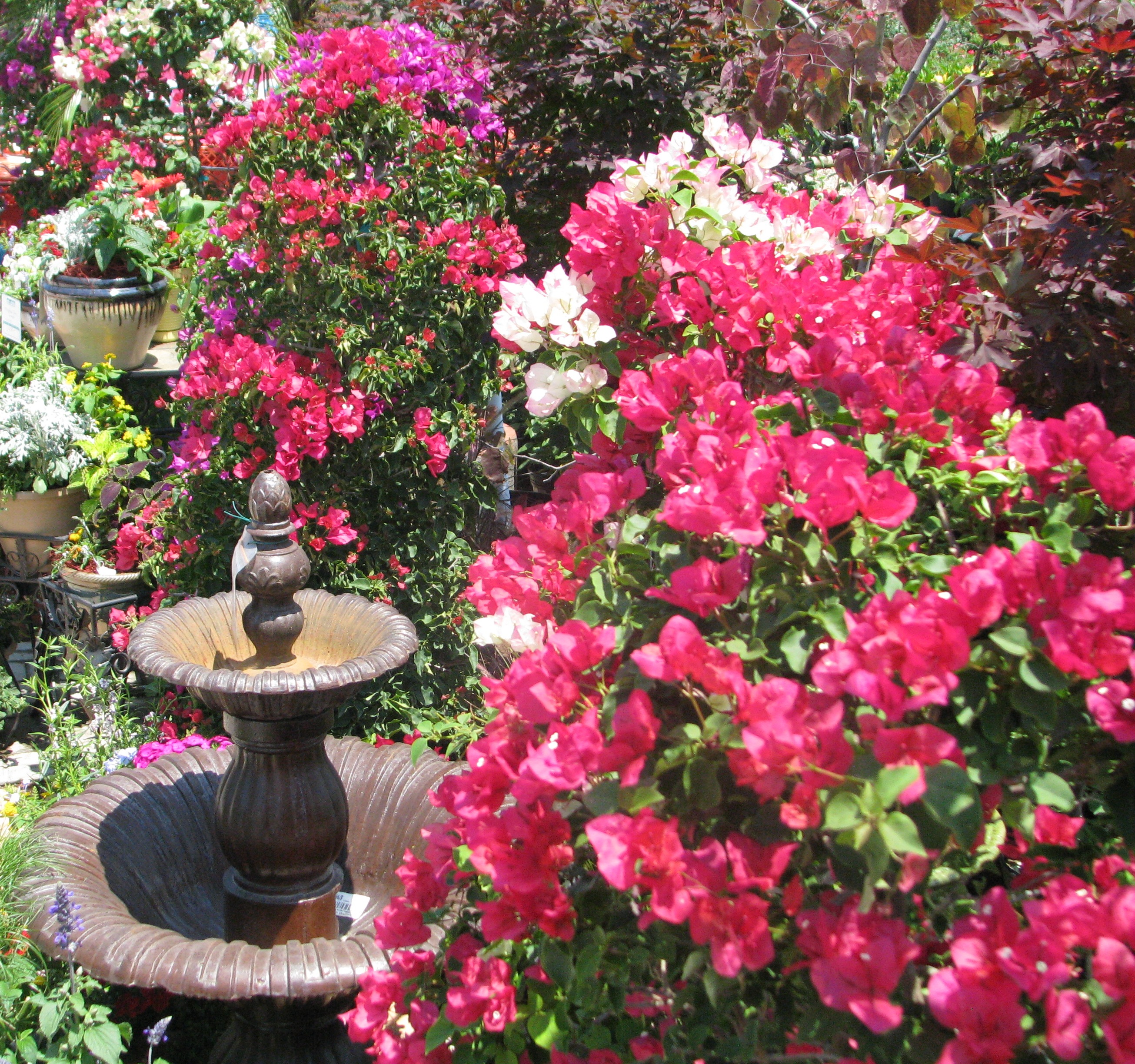 The 411 on Louisiana Nursery