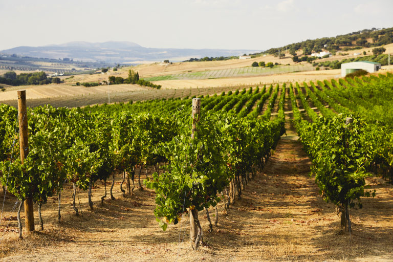 Old world wine A Baton Rouge native with his own Spanish vineyard inRegister