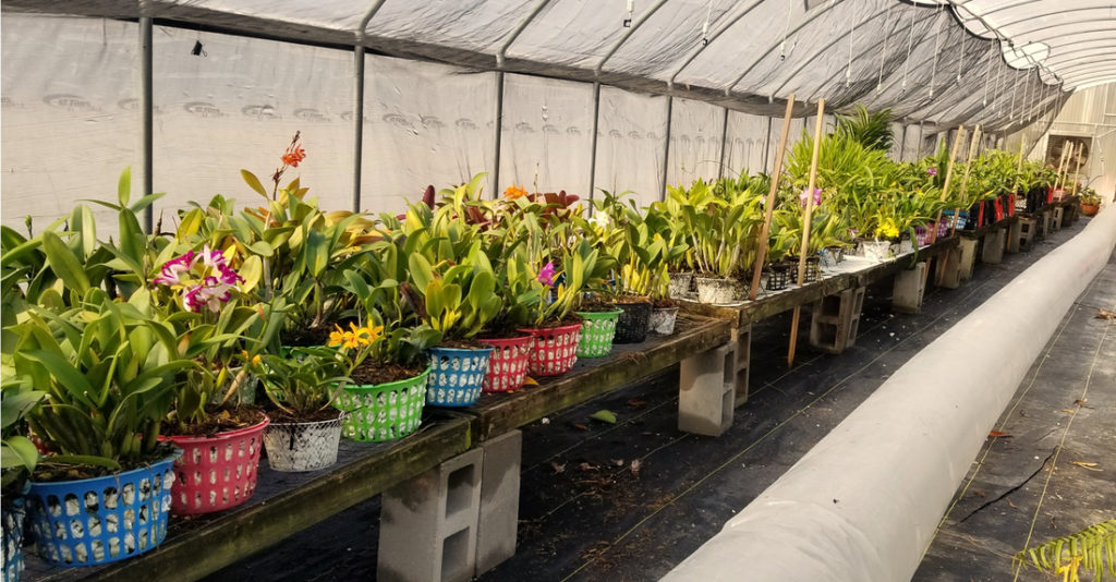 The care and keeping of orchids Secrets from the Baton