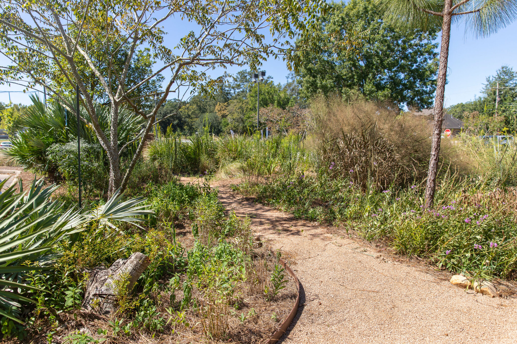 Local landscaping business turns to native plants in response to the ‘kill your lawn’ trend